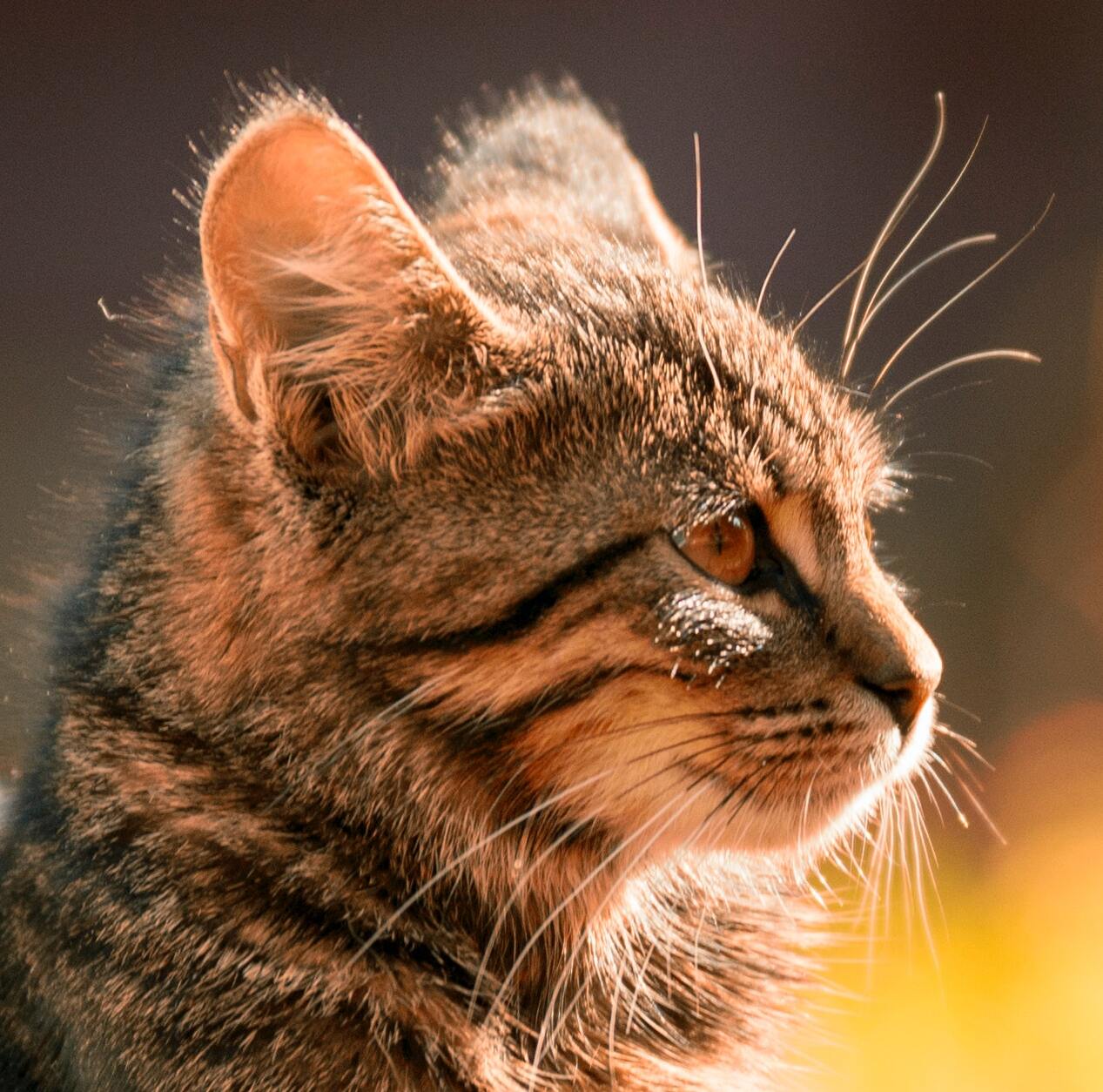 cat looking sideways with a yellow rim light